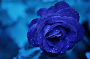 Rosas de colores exóticos