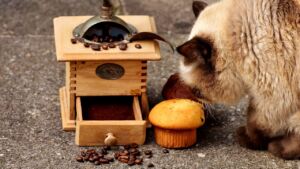 Galletas para gatos